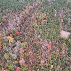 Photo #13 of SOLD property in Off Beamon Hunt Road, Warrenton, NC 16.0 acres