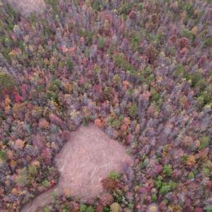 Photo #8 of SOLD property in Off Beamon Hunt Road, Warrenton, NC 16.0 acres