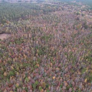 Photo #11 of SOLD property in Off Beamon Hunt Road, Warrenton, NC 16.0 acres