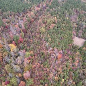 Photo #13 of SOLD property in Off Beamon Hunt Road, Warrenton, NC 16.0 acres