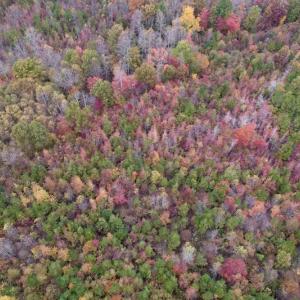 Photo #7 of SOLD property in Off Beamon Hunt Road, Warrenton, NC 16.0 acres
