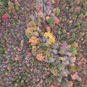 Photo #4 of SOLD property in Off Beamon Hunt Road, Warrenton, NC 23.7 acres