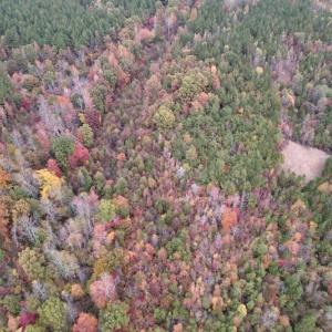 Photo #7 of SOLD property in Off Beamon Hunt Road, Warrenton, NC 23.7 acres
