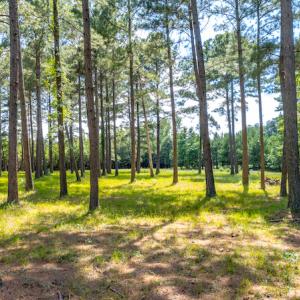 Photo #23 of SOLD property in Off Galloway Road, Grimesland, NC 19.1 acres
