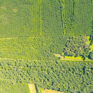 Photo #4 of SOLD property in Off Galloway Road, Grimesland, NC 19.1 acres