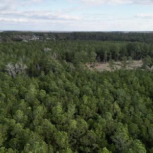 Photo #9 of SOLD property in Off Lowland Road, Lowland, NC 2.7 acres