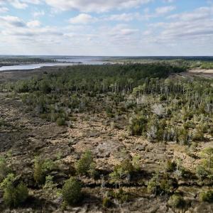 Photo #16 of SOLD property in Off Lowland Road, Lowland, NC 38.8 acres