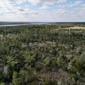 Photo #17 of SOLD property in Off Lowland Road, Lowland, NC 38.8 acres