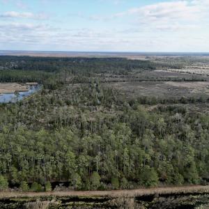 Photo #5 of SOLD property in Off Lowland Road, Lowland, NC 38.8 acres
