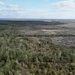 Photo #6 of SOLD property in Off Lowland Road, Lowland, NC 38.8 acres