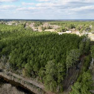 Photo #11 of SOLD property in Off Lowland Road, Lowland, NC 41.5 acres