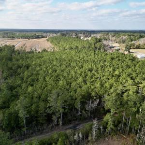 Photo #12 of SOLD property in Off Lowland Road, Lowland, NC 41.5 acres