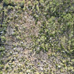 Photo #40 of SOLD property in Off Lowland Road, Lowland, NC 41.5 acres