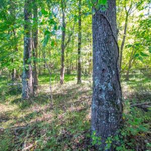 Photo #41 of SOLD property in 1282 Country Club Drive, Chase City, VA 64.1 acres