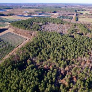 Photo #13 of SOLD property in Off Woodridge Road, Enfield, NC 27.9 acres