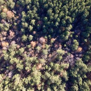 Photo #23 of SOLD property in Off Woodridge Road, Enfield, NC 27.9 acres