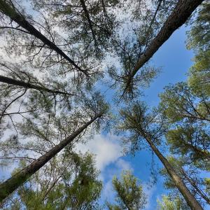 Photo #13 of SOLD property in Off Hughes Mill Road, Burlington, NC 20.1 acres