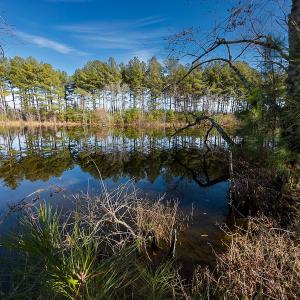Photo #19 of SOLD property in Off Hughes Mill Road, Burlington, NC 20.1 acres