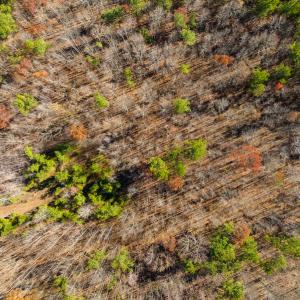 Photo #40 of SOLD property in Off Rocky Ridge Road, Oxford, NC 12.6 acres
