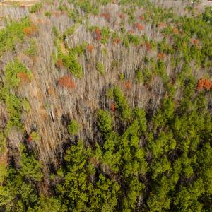 Photo #18 of SOLD property in Off Rocky Ridge Road, Oxford, NC 12.6 acres