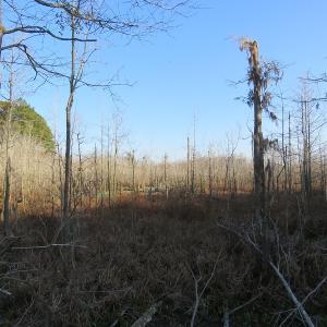 Photo #16 of NC 87 Highway East, Elizabethtown, NC 140.0 acres