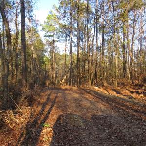 Photo #12 of NC 87 Highway East, Elizabethtown, NC 140.0 acres