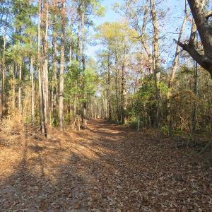 Photo #10 of NC 87 Highway East, Elizabethtown, NC 140.0 acres