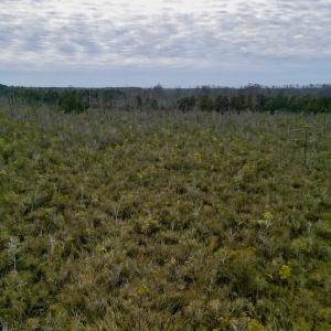 Photo #23 of SOLD property in Off US HWY 64, Columbia, NC 209.0 acres