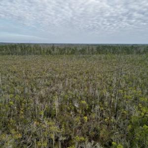 Photo #26 of SOLD property in Off US HWY 64, Columbia, NC 209.0 acres