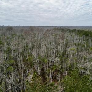 Photo #29 of SOLD property in Off US HWY 64, Columbia, NC 209.0 acres