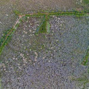 Photo #40 of SOLD property in Off US HWY 64, Columbia, NC 209.0 acres