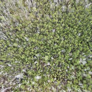 Photo #43 of SOLD property in Off US HWY 64, Columbia, NC 209.0 acres