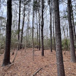 Photo #68 of SOLD property in Off US HWY 64, Columbia, NC 209.0 acres