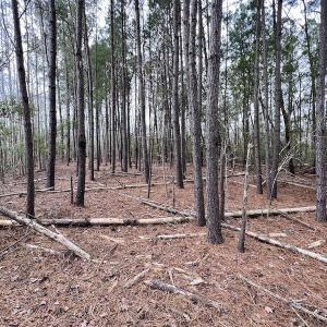 Photo #69 of SOLD property in Off US HWY 64, Columbia, NC 209.0 acres