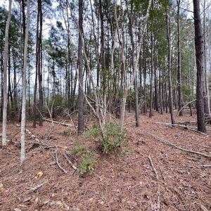 Photo #70 of SOLD property in Off US HWY 64, Columbia, NC 209.0 acres