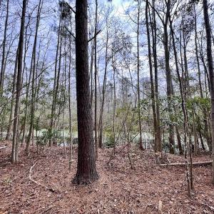 Photo #72 of SOLD property in Off US HWY 64, Columbia, NC 209.0 acres