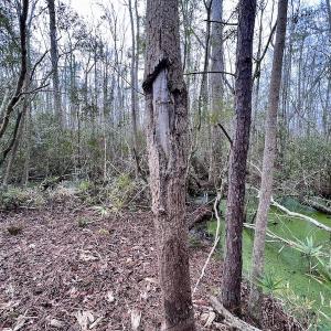 Photo #73 of SOLD property in Off US HWY 64, Columbia, NC 209.0 acres