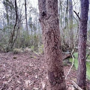 Photo #74 of SOLD property in Off US HWY 64, Columbia, NC 209.0 acres