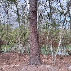 Photo #75 of SOLD property in Off US HWY 64, Columbia, NC 209.0 acres