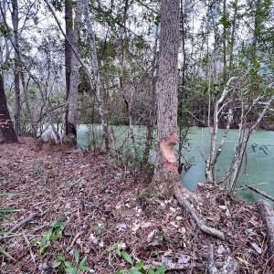 Photo #76 of SOLD property in Off US HWY 64, Columbia, NC 209.0 acres