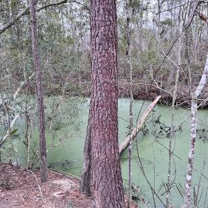Photo #78 of SOLD property in Off US HWY 64, Columbia, NC 209.0 acres