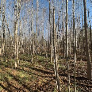 Photo #11 of SOLD property in Off Loundermon's Way, Pelham, NC 10.2 acres