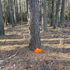 Photo #13 of SOLD property in Off Elmore Road, Painter, VA 30.5 acres