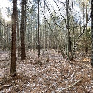 Photo #15 of SOLD property in Off Elmore Road, Painter, VA 30.5 acres