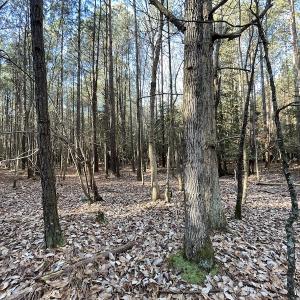 Photo #16 of SOLD property in Off Elmore Road, Painter, VA 30.5 acres