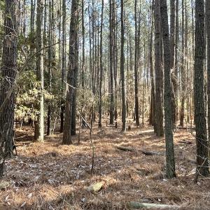Photo #19 of SOLD property in Off Elmore Road, Painter, VA 30.5 acres