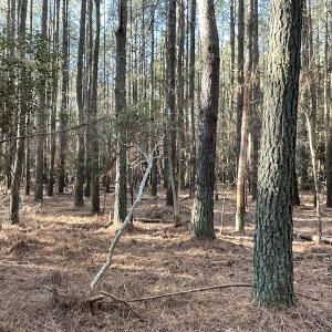Photo #20 of SOLD property in Off Elmore Road, Painter, VA 30.5 acres