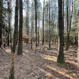Photo #21 of SOLD property in Off Elmore Road, Painter, VA 30.5 acres