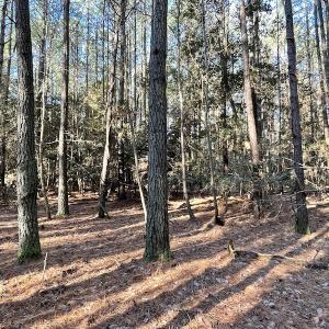 Photo #22 of SOLD property in Off Elmore Road, Painter, VA 30.5 acres