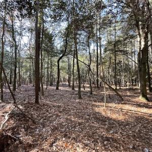 Photo #23 of SOLD property in Off Elmore Road, Painter, VA 30.5 acres